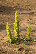 Image of Phlomoides molucelloides (Bunge) Salmaki