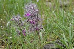 Image of Stachys lavandulifolia Vahl