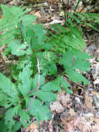 Image of eastern waterleaf