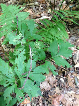 Image of eastern waterleaf