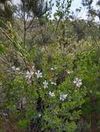 Sivun Leptospermum grandiflorum Lodd. kuva