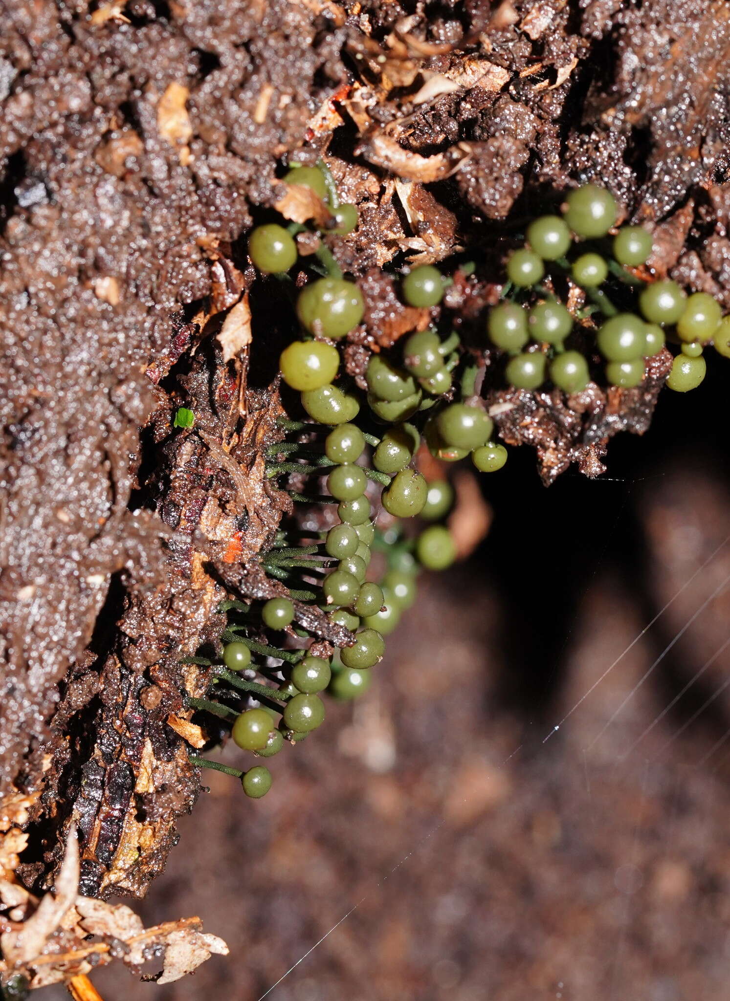 Sivun Chlorovibrissea melanochlora (G. W. Beaton & Weste) L. M. Kohn 1989 kuva