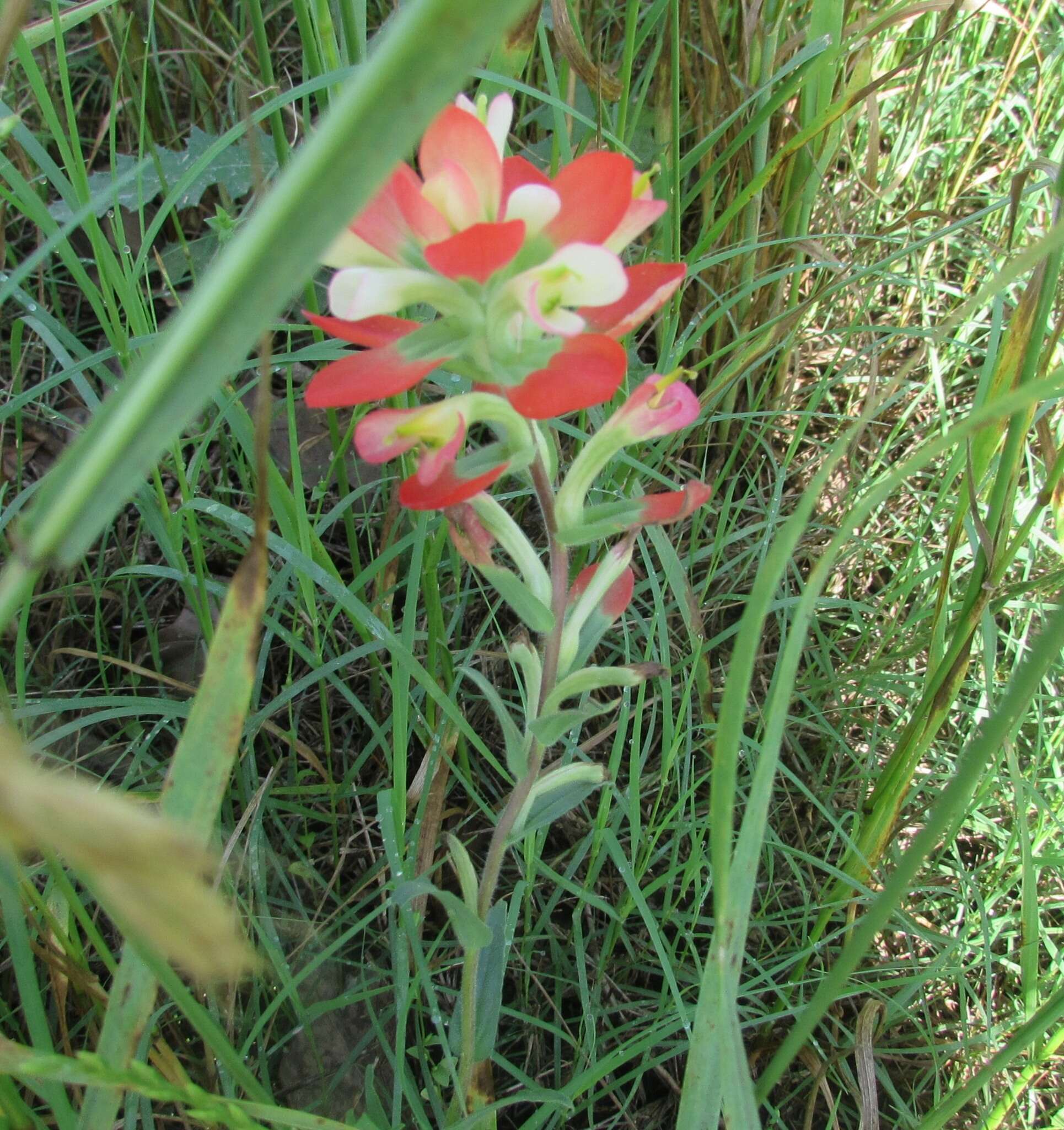 Image de Castilleja indivisa Engelm.