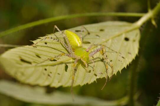 Image of Green Lynx