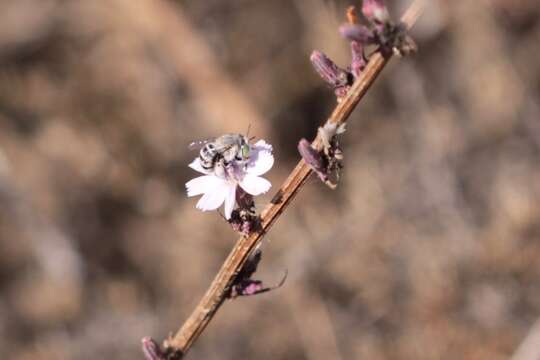 Image of Anthophora curta Provancher 1895