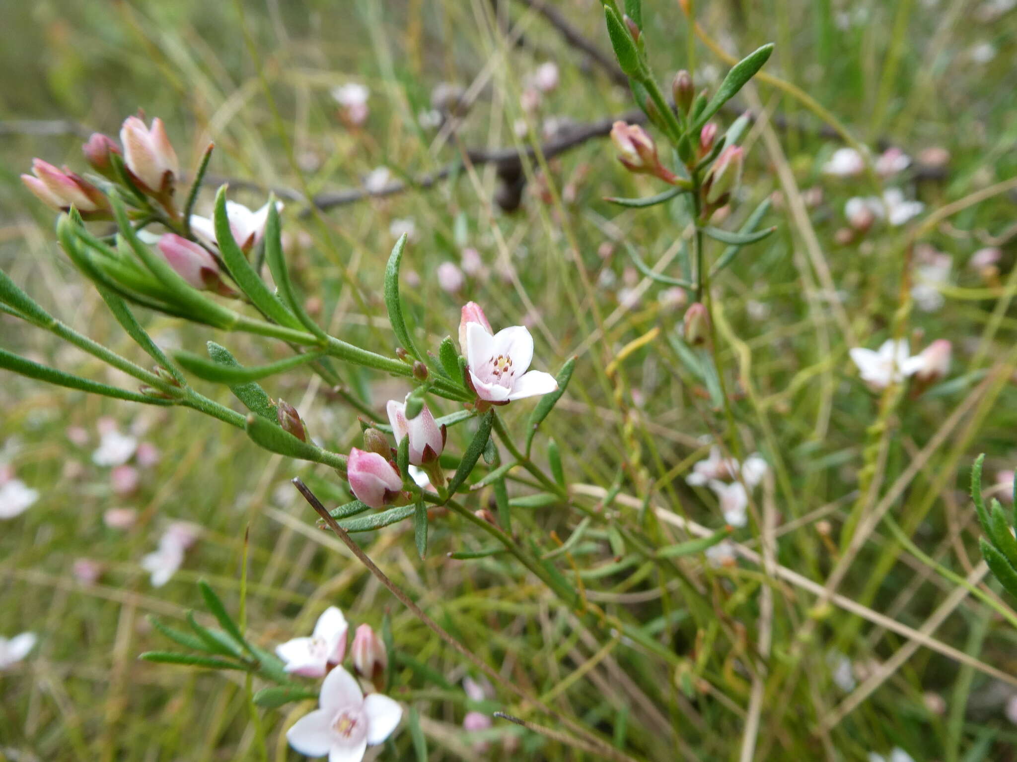 Image de Cyanothamnus nanus var. hyssopifolius