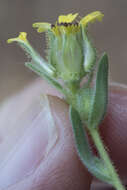 Image of slender tarweed