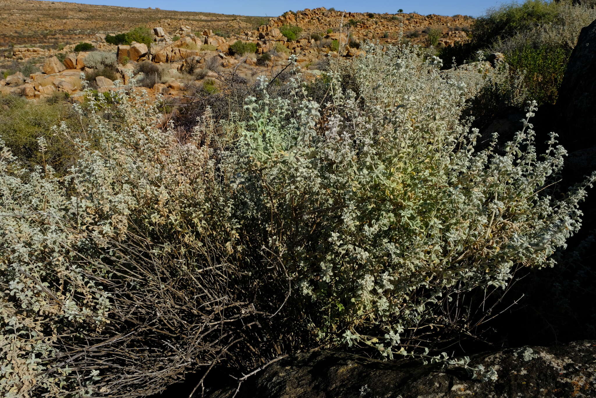 Image of Stachys zeyheri Skan