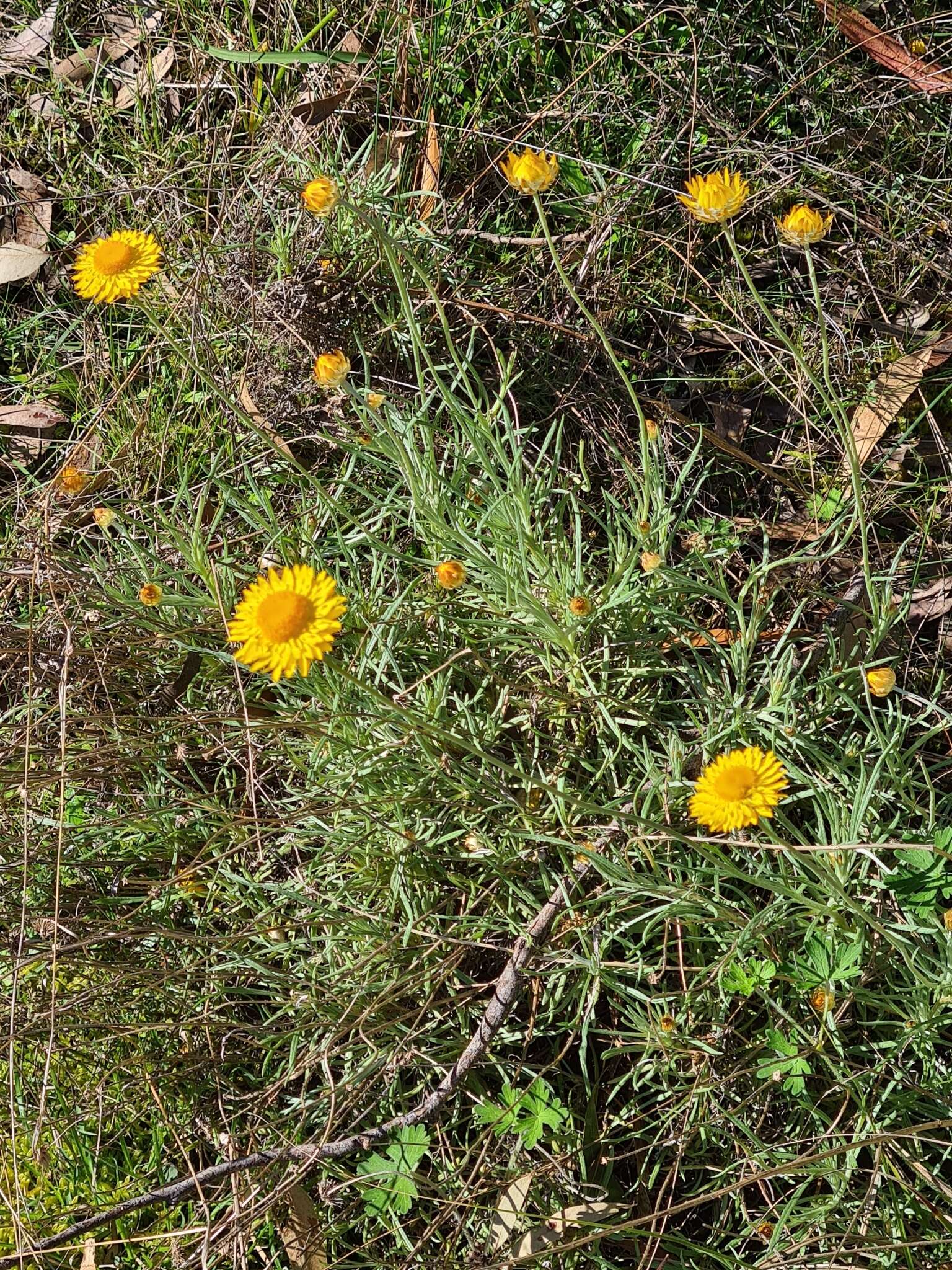 Image of Leucochrysum albicans subsp. albicans