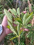 Image de Vitex megapotamica (Spreng.) Moldenke