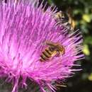 Sivun Halictus scabiosae (Rossi 1790) kuva