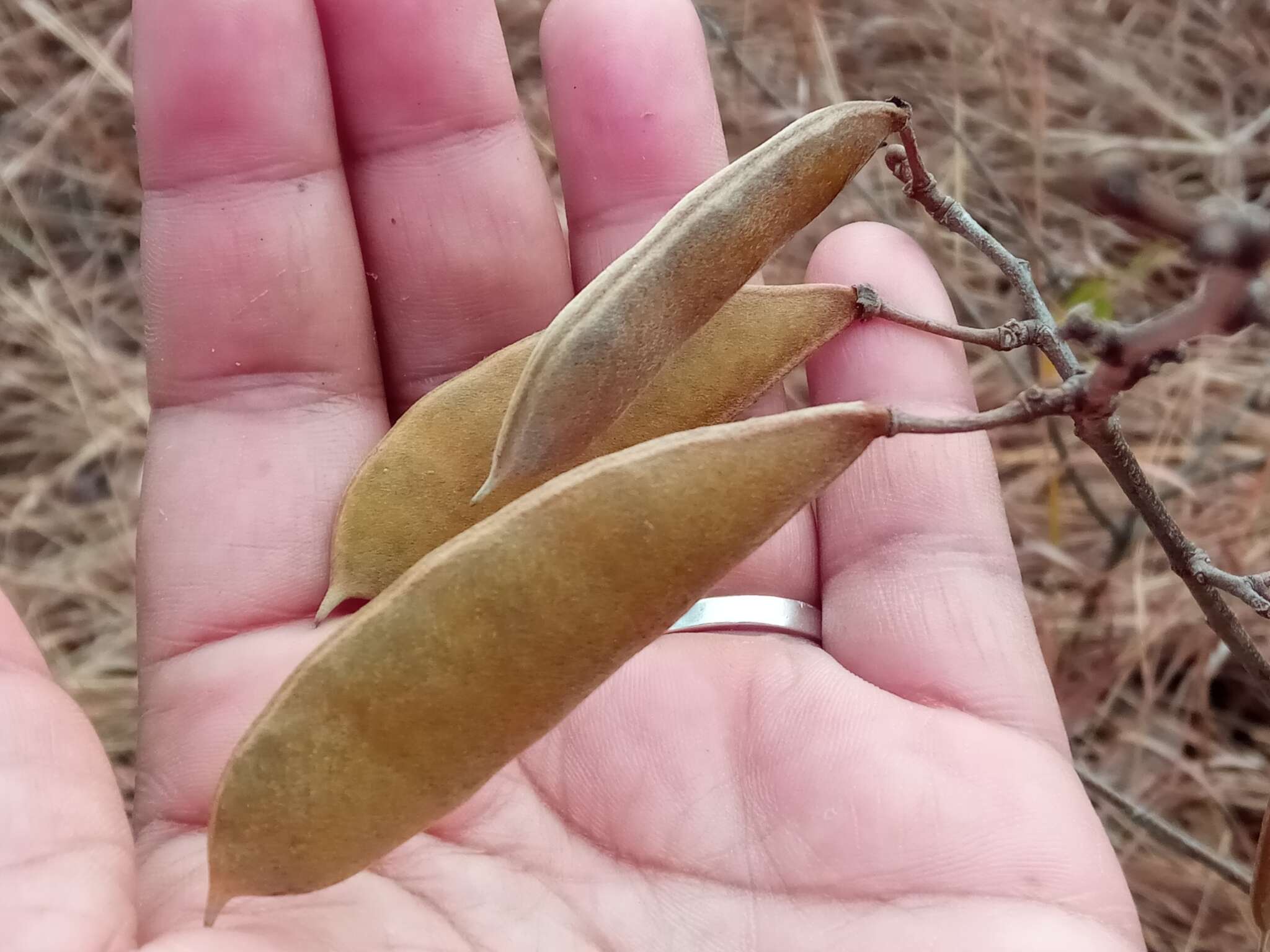 Слика од Millettia richardiana (Baill.) Du Puy & Labat