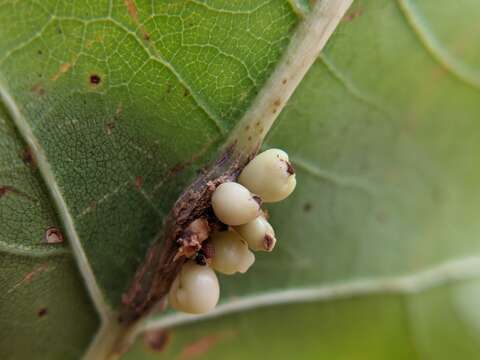 Image of Kokkocynips decidua (Beutenmueller 1913) Nieves-Aldrey, Nicholls, Tang, Melika, Stone, Pujade-Villar, Buffington, Maldonado & Medianero 2021