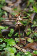 Image of Goodyera similis Blume