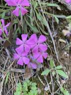 Слика од Silene caroliniana subsp. wherryi (Small) R. T. Clausen