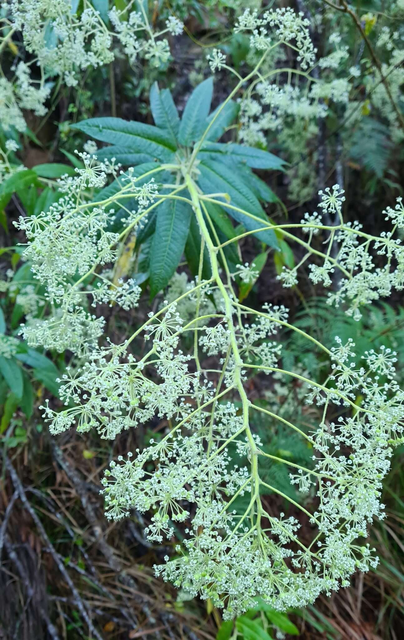 Image of Astrotricha floccosa DC.