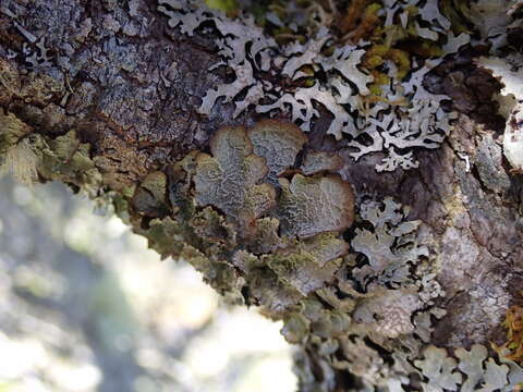 Image of Norwegian ragged lichen