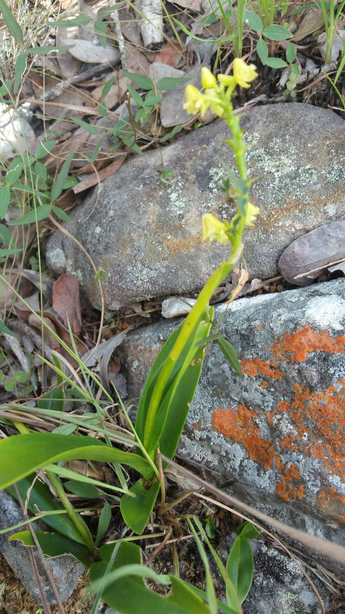 Imagem de Polystachya henrici Schltr.