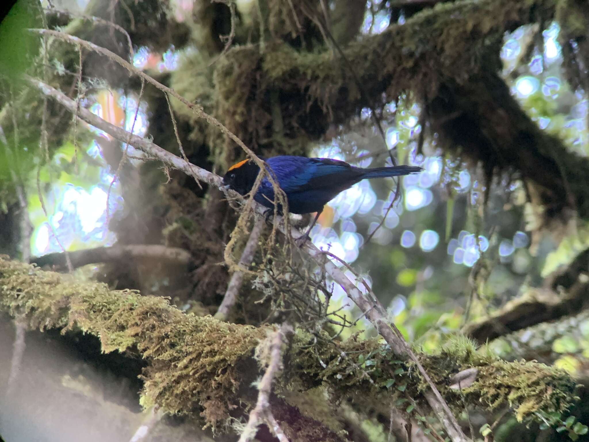 Imagem de Iridosornis rufivertex (Lafresnaye 1842)