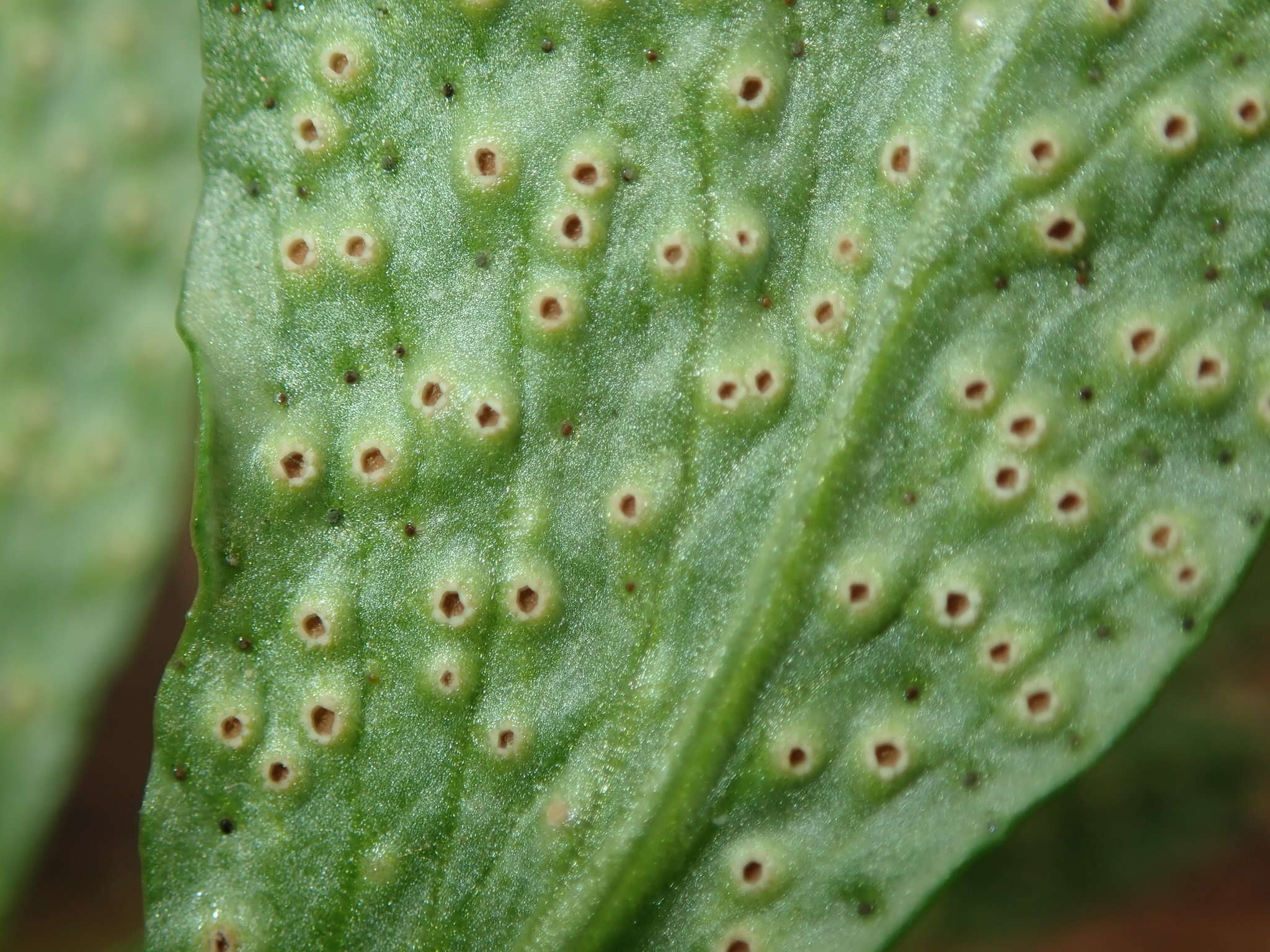 Image of Tranzschelia pruni-spinosae (Pers.) Dietel 1922