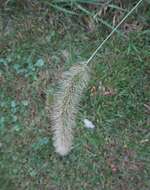 Image of Japanese bristlegrass