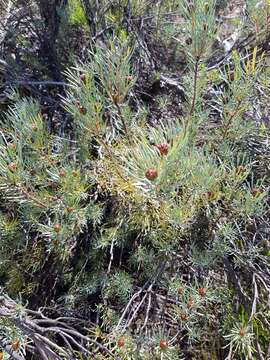 Image of Leucadendron meyerianum H. Buek ex Meissn.