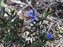 Image of Halgania andromedifolia Behr & F. Müll. ex F. Müll.