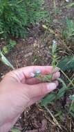 Image of Anchusa thessala Boiss. & Spruner