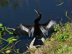 Image of Anhinga Brisson 1760