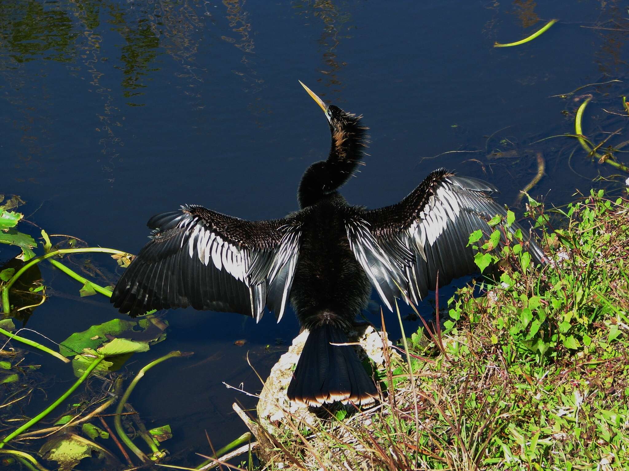 Plancia ëd Anhinga Brisson 1760