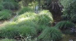 Image de Carex reuteriana subsp. reuteriana