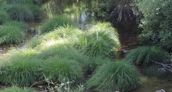 Image de Carex reuteriana Boiss.