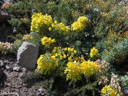 Image of Tropaeolum polyphyllum Cav.