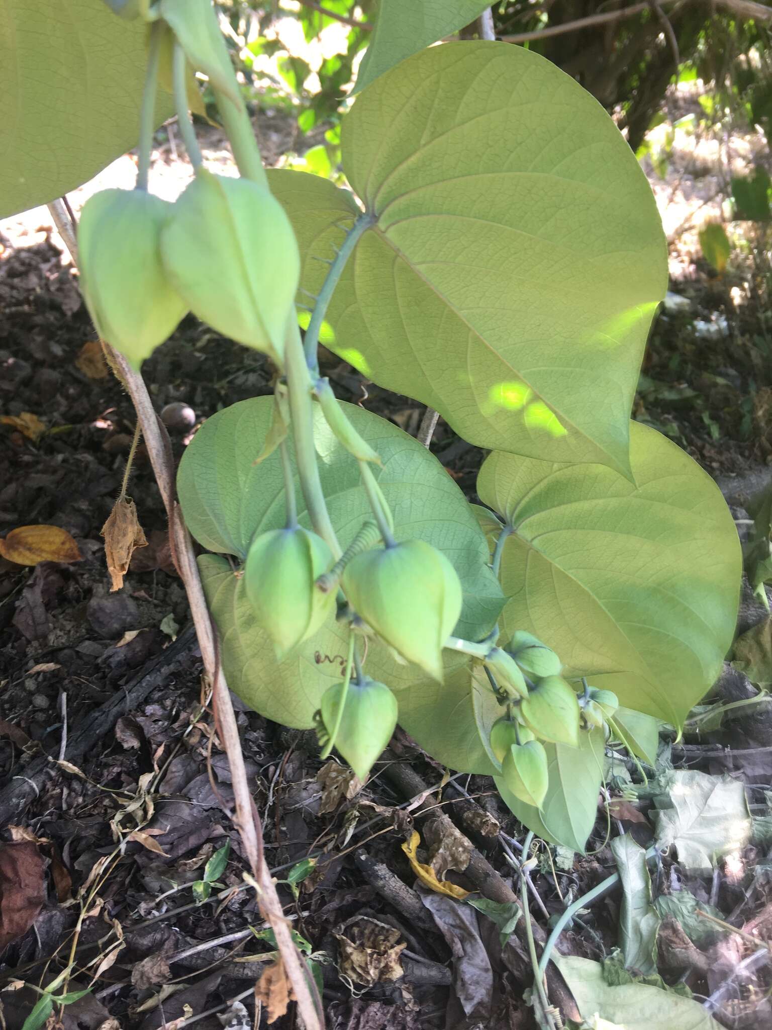 Imagem de Passiflora ligularis A. Juss.