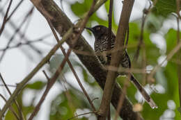 Image de Prinia bairdii (Cassin 1855)