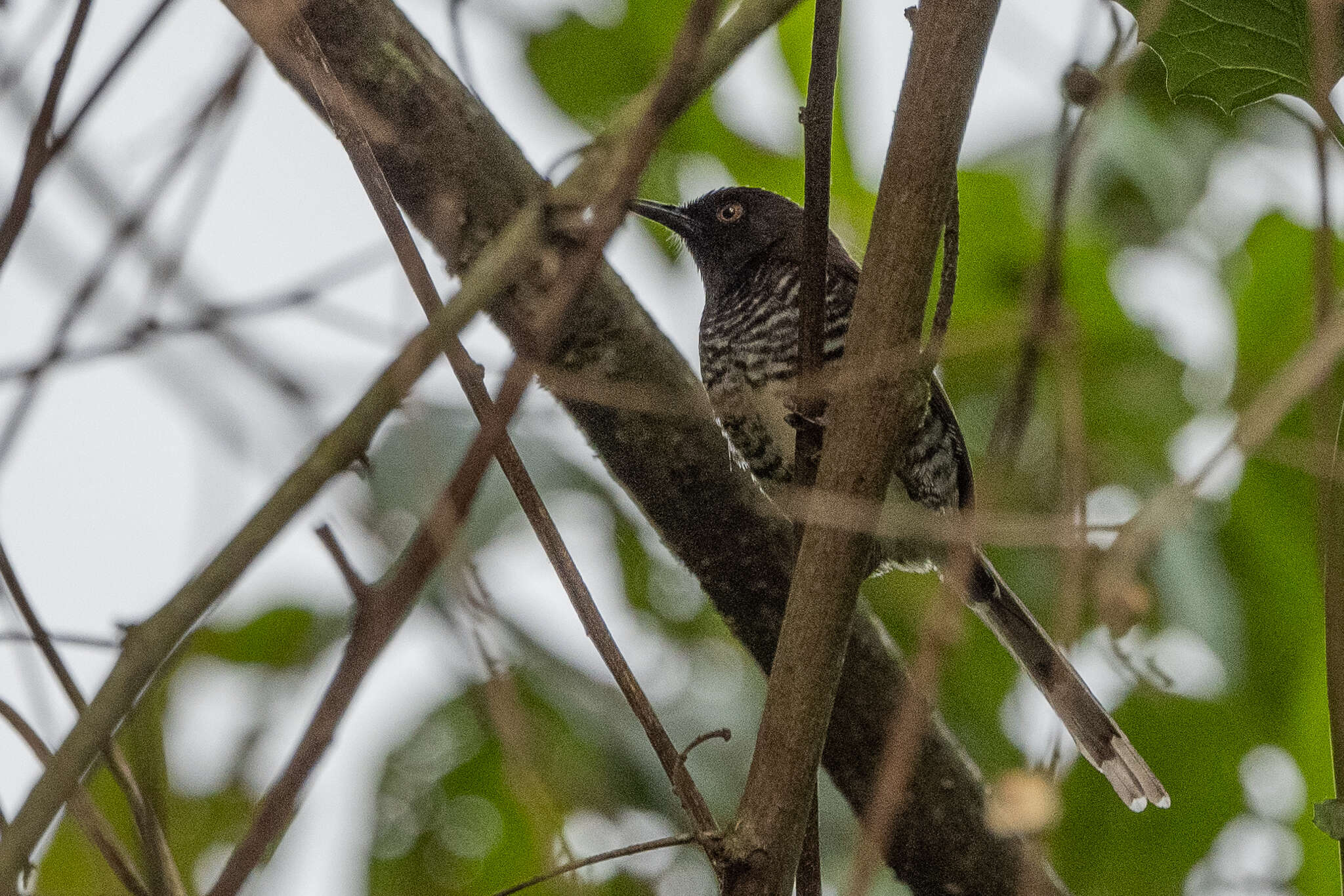 Image de Prinia bairdii (Cassin 1855)