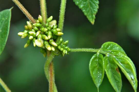 Plancia ëd Nissolia microptera Poir.