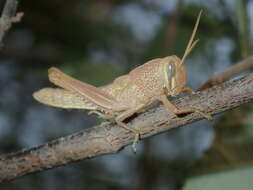 Austracris proxima (Walker & F. 1870)的圖片