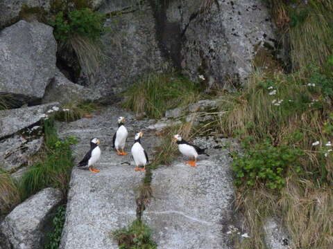 Image of Horned Puffin