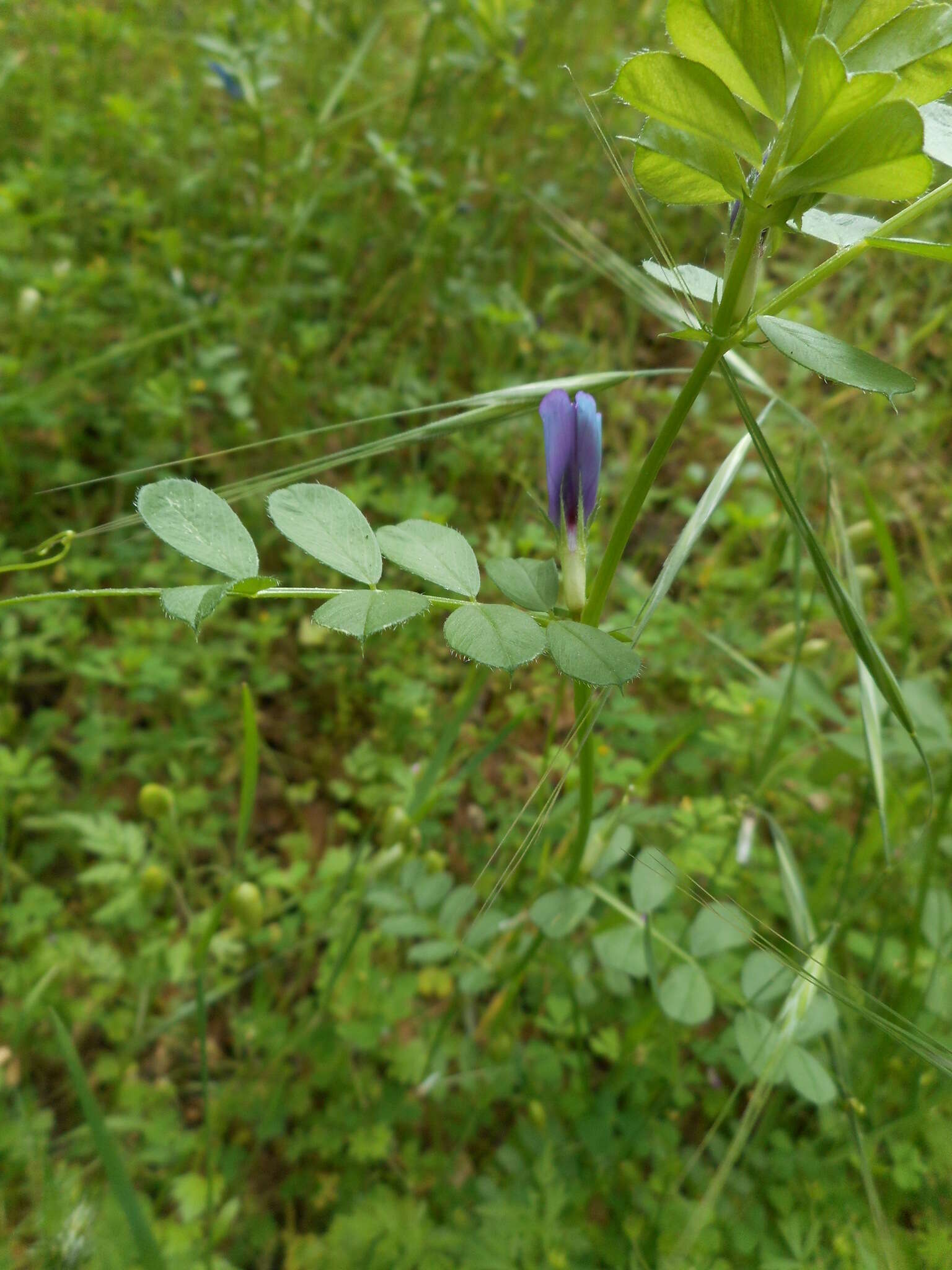 Imagem de Vicia sativa subsp. nigra (L.) Ehrh.