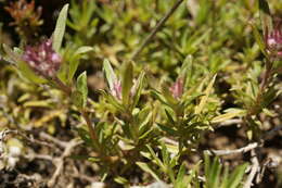 صورة Thymus callieri Borbás ex Velen.