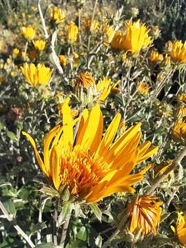 Image of Berkheya fruticosa (L.) Ehrh.