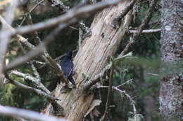 Image of Black-backed Woodpecker