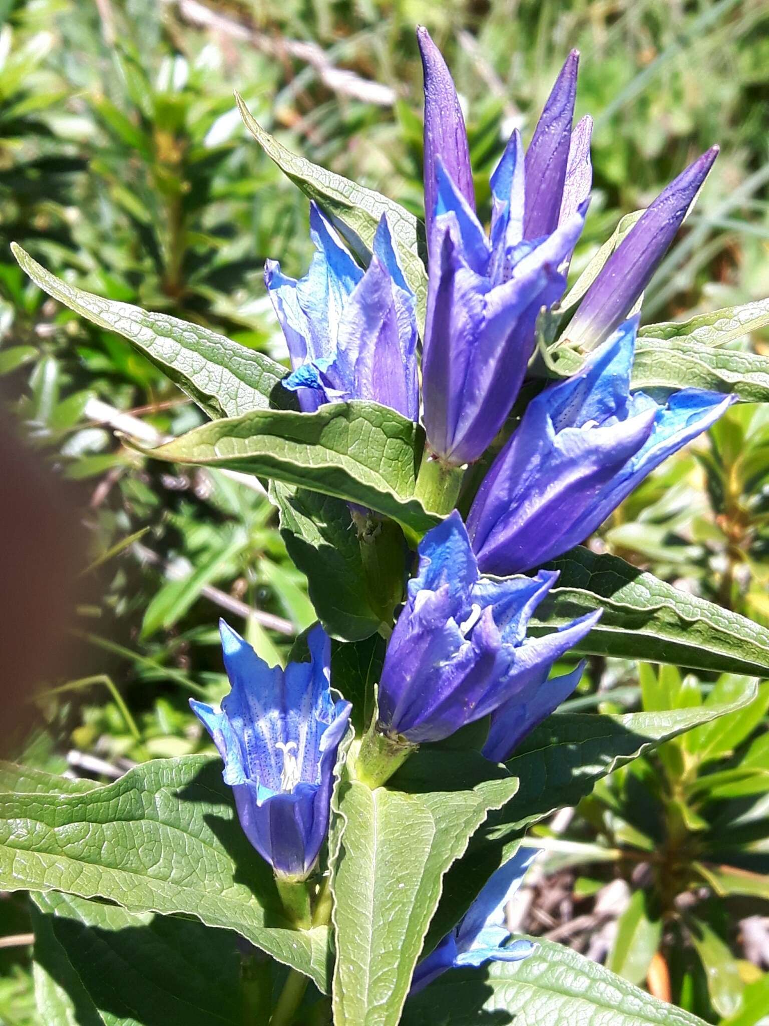 Gentiana asclepiadea L.的圖片