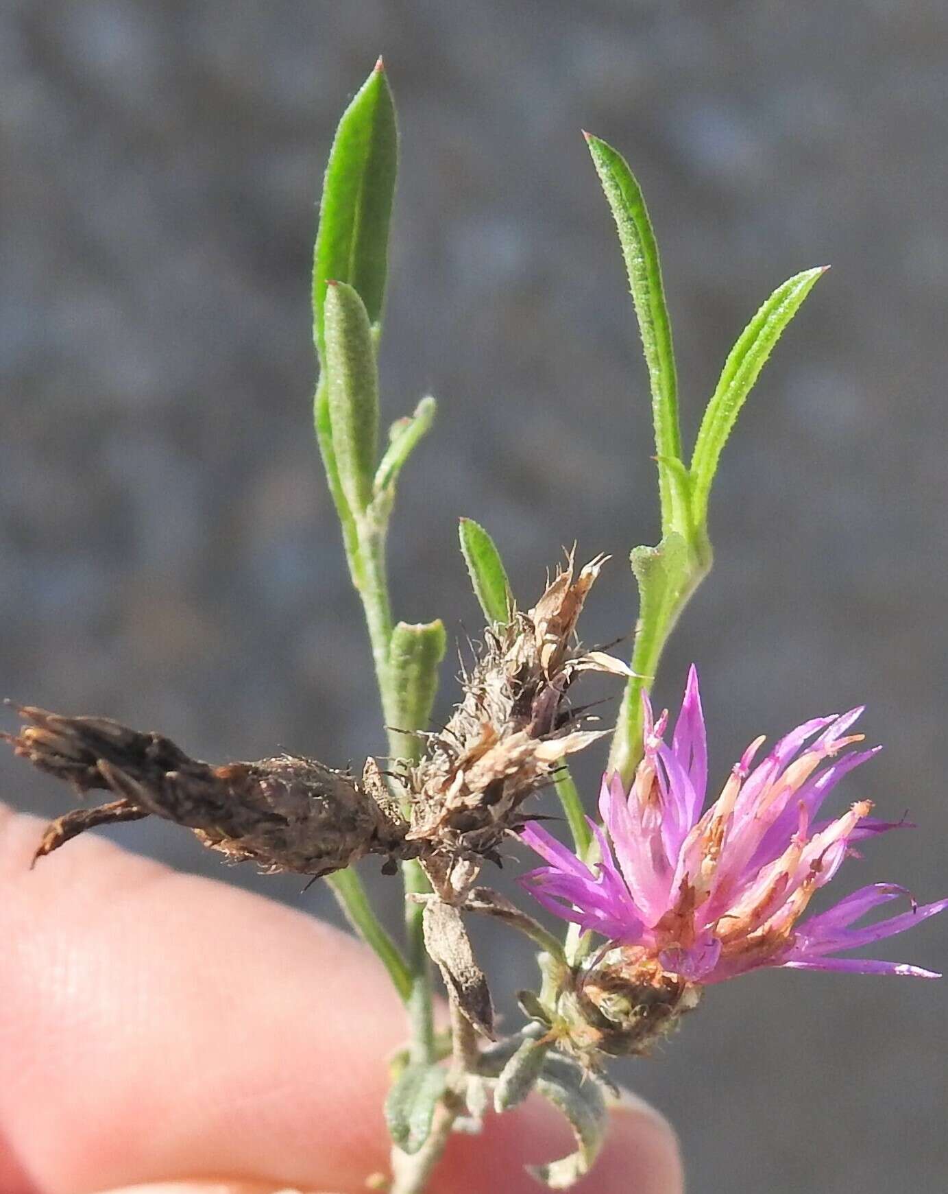 Image of Centaurea aristata Hoffmgg. & Link