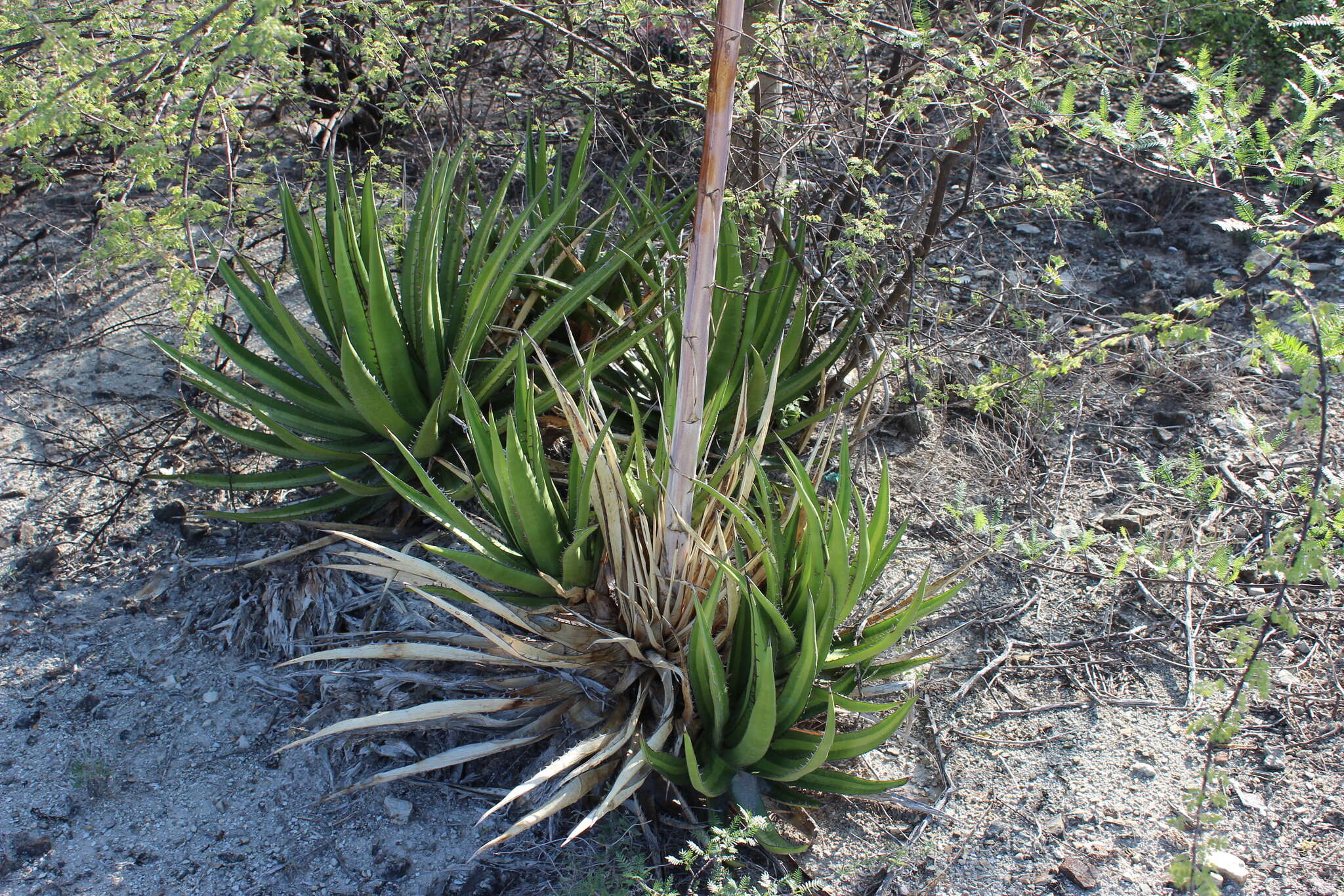 Sivun Agave ghiesbreghtii Verschaff. kuva