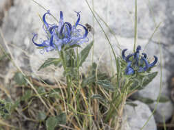 Image of Horned Rampion