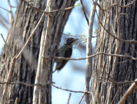 Image of Speckle-throated Woodpecker