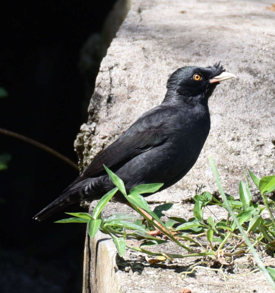 Image of Crested Myna