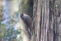 Image of Red-browed Treecreeper